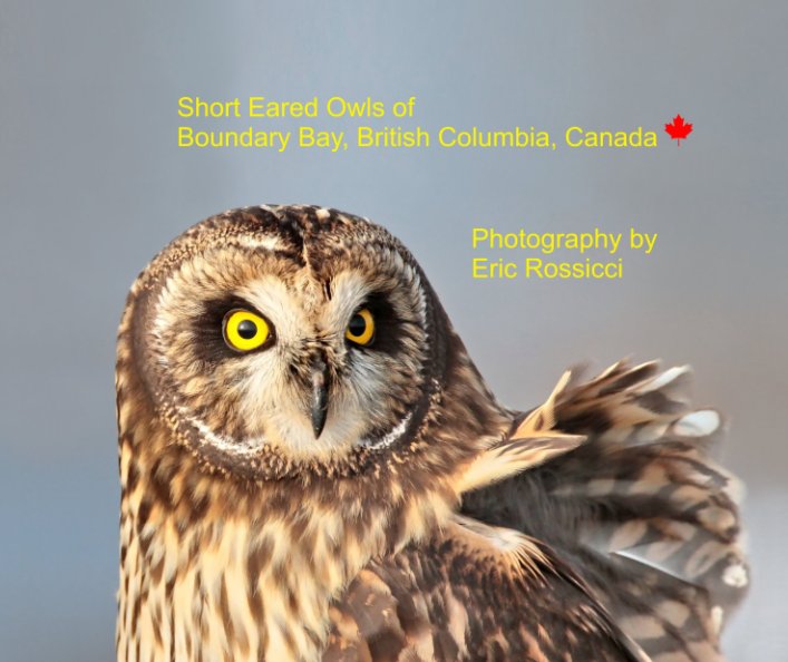 Visualizza Short Eared Owls of Boundary Bay di Eric Rossicci