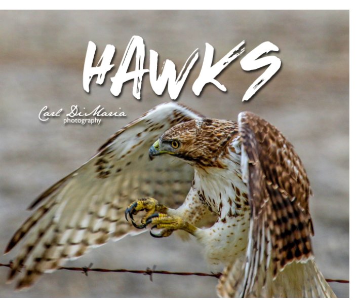 Visualizza Hawks of Kansas di Carl DiMaria Photos+