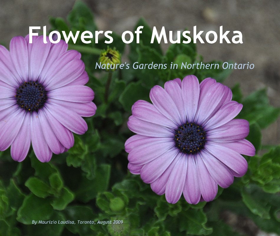 Ver Flowers of Muskoka por Maurizio L. Laudisa