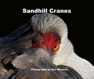 Sandhill Cranes book cover