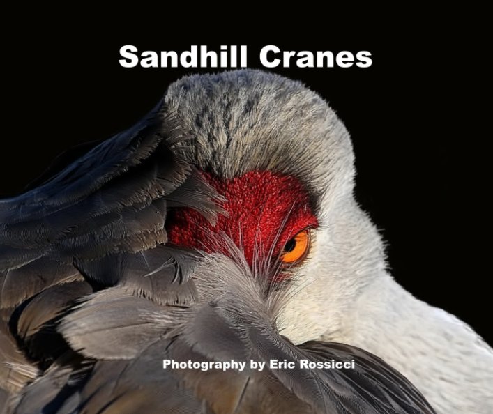 Bekijk Sandhill Cranes op Eric Rossicci