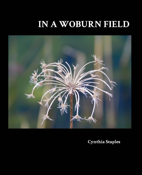 View IN A WOBURN FIELD by Cynthia Staples