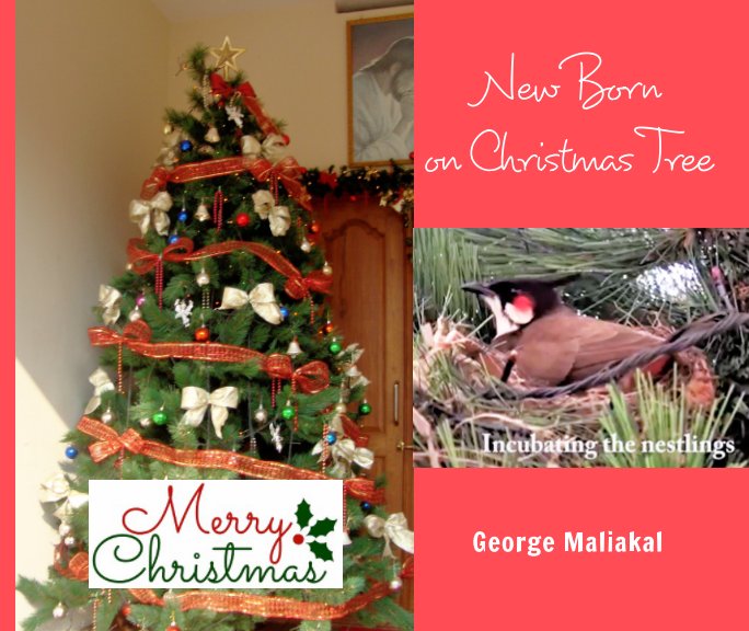 Ver New Born on Christmas Tree por George Maliakal
