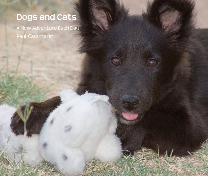 Bekijk Dogs and Cats op Paul Catanzariti