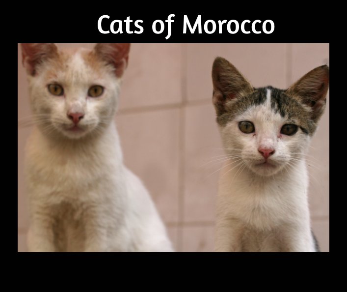 View Cats of Morocco by Laurie Lago Rispoli