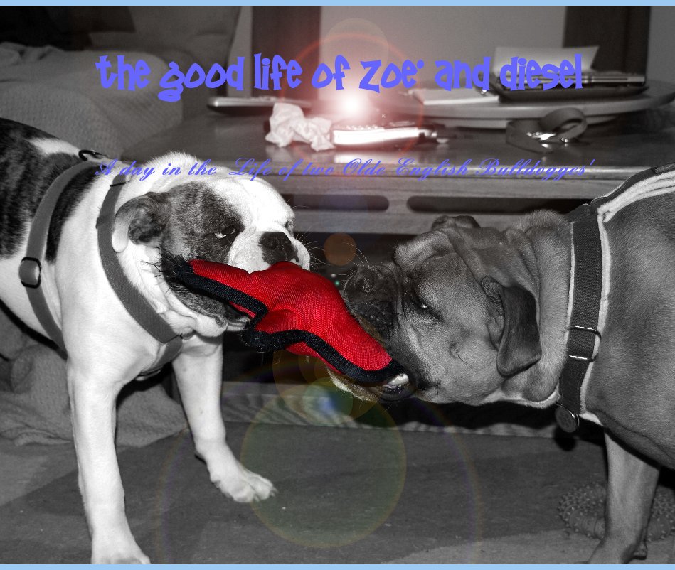 View The Good Life of Zoe' and Diesel by A day in the Life of two Olde English Bulldogges'