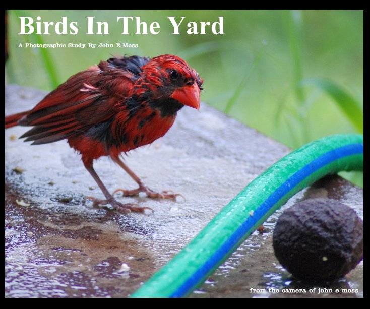 View Birds In The Yard by john e moss