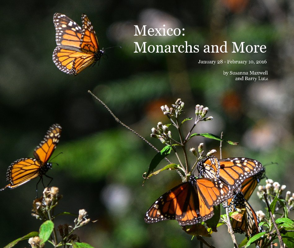 View Mexico: Monarchs and More by Susanna Maxwell and Barry Lutz