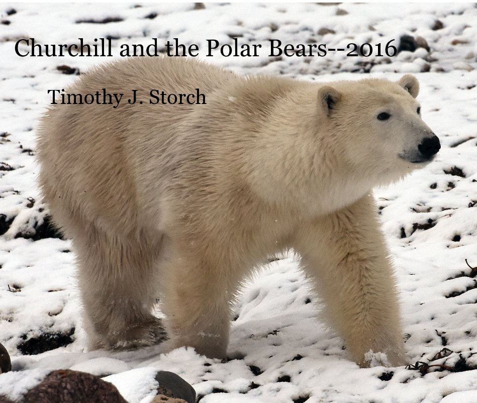 View Churchill and the Polar Bears--2016 by Timothy J. Storch