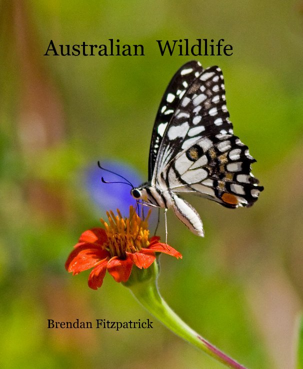 View Australian Wildlife by Brendan Fitzpatrick
