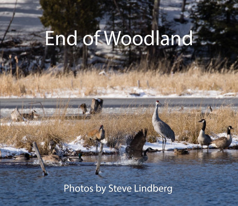 View End of Woodland by Steve Lindberg