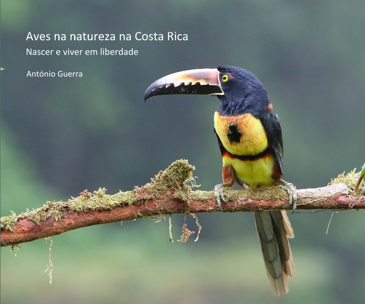 Ver Aves na natureza na Costa Rica por António Guerra