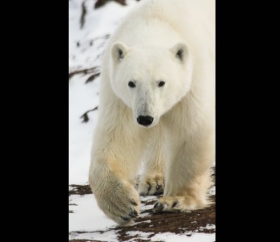 Polar Bears 2015 book cover