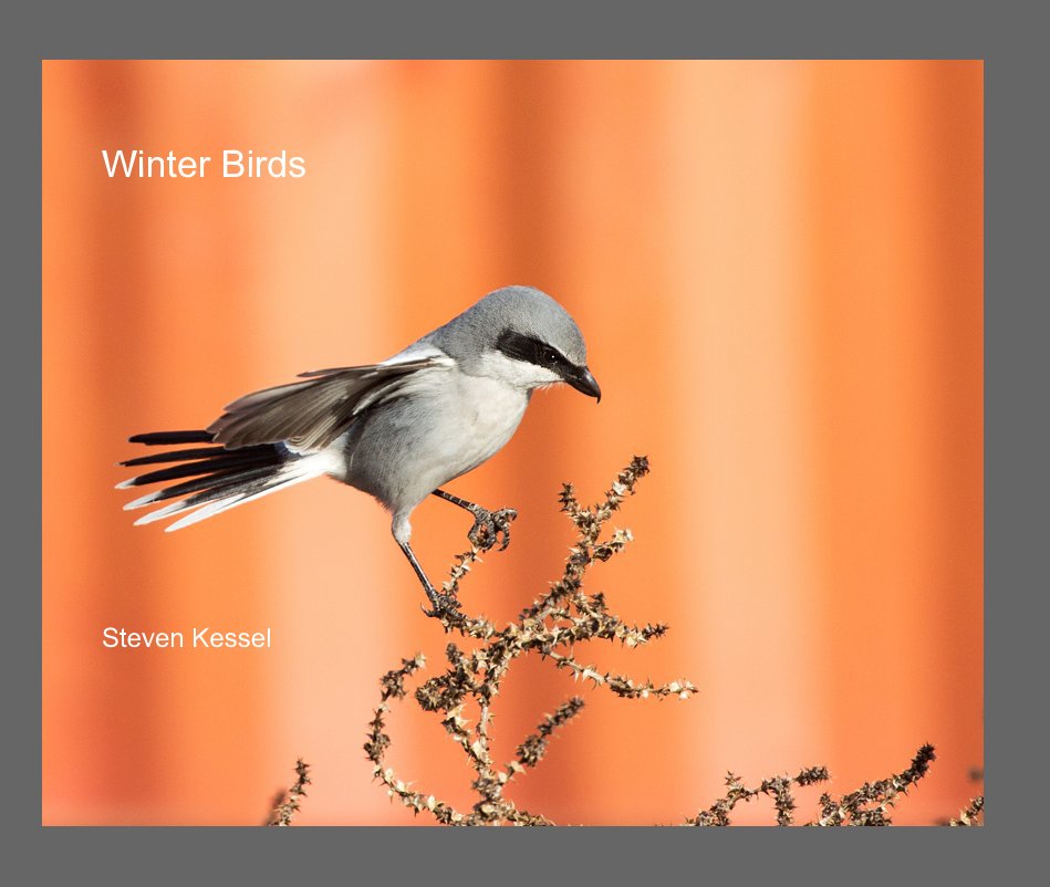 View Winter Birds by Steven Kessel