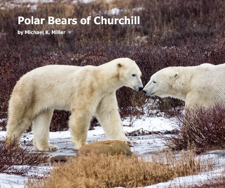 Polar Bears of Churchill nach Michael K. Miller anzeigen