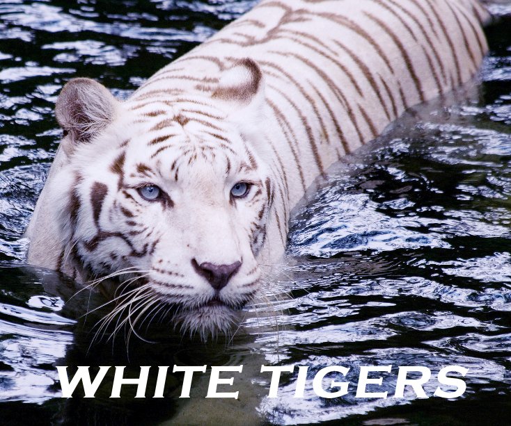 View WHITE TIGERS by Ray Shiu