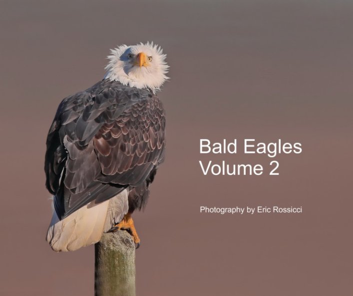 Visualizza Bald Eagles Volume 2 di Eric Rossicci