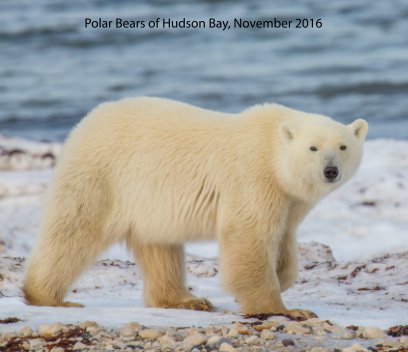 Polar Bears of Hudson Bay book cover