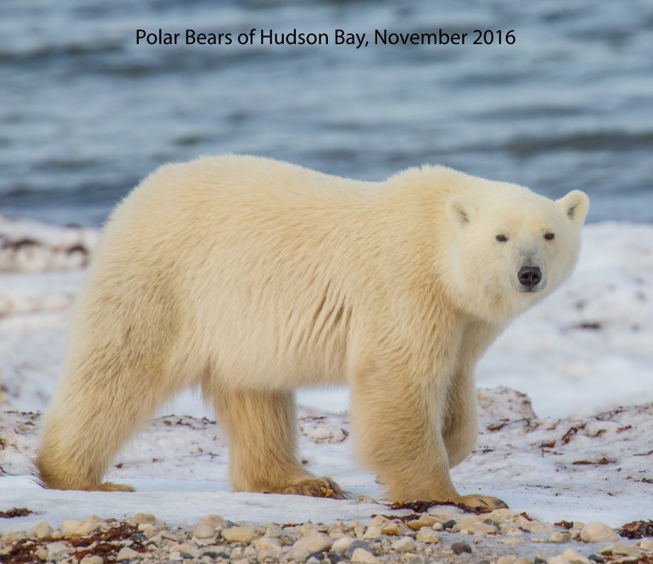Polar Bears of Hudson Bay nach Dave Muller anzeigen