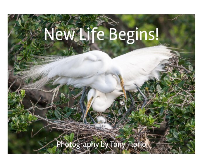 View New Life Begins! by Tony Florio