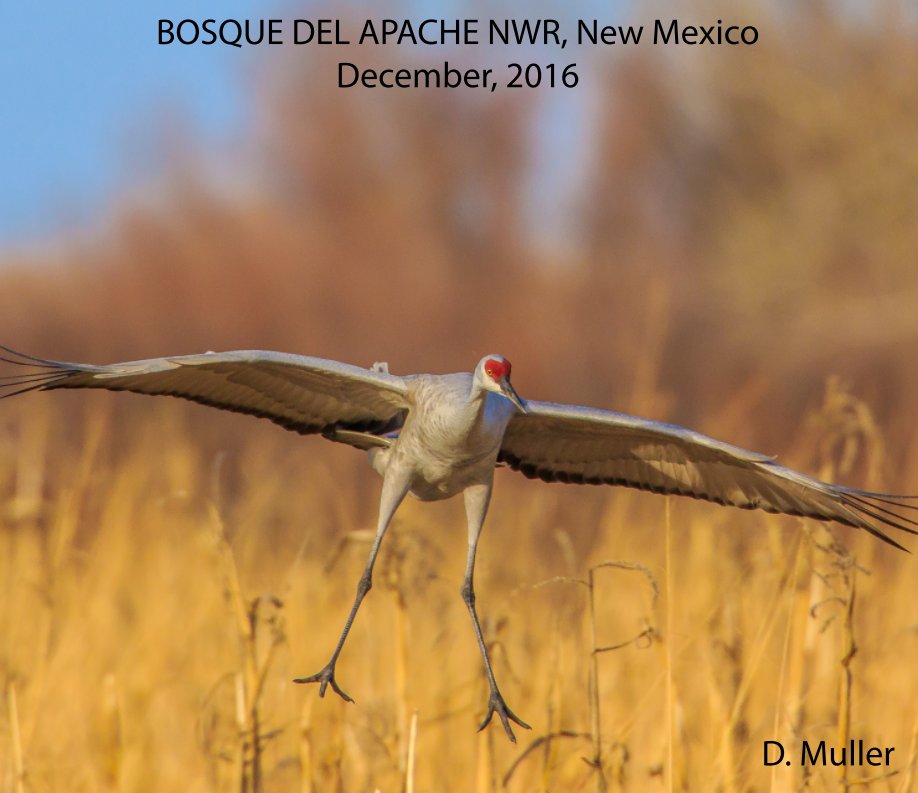 Ver Bosque del Apache NWR, New Mexico por Dave Muller