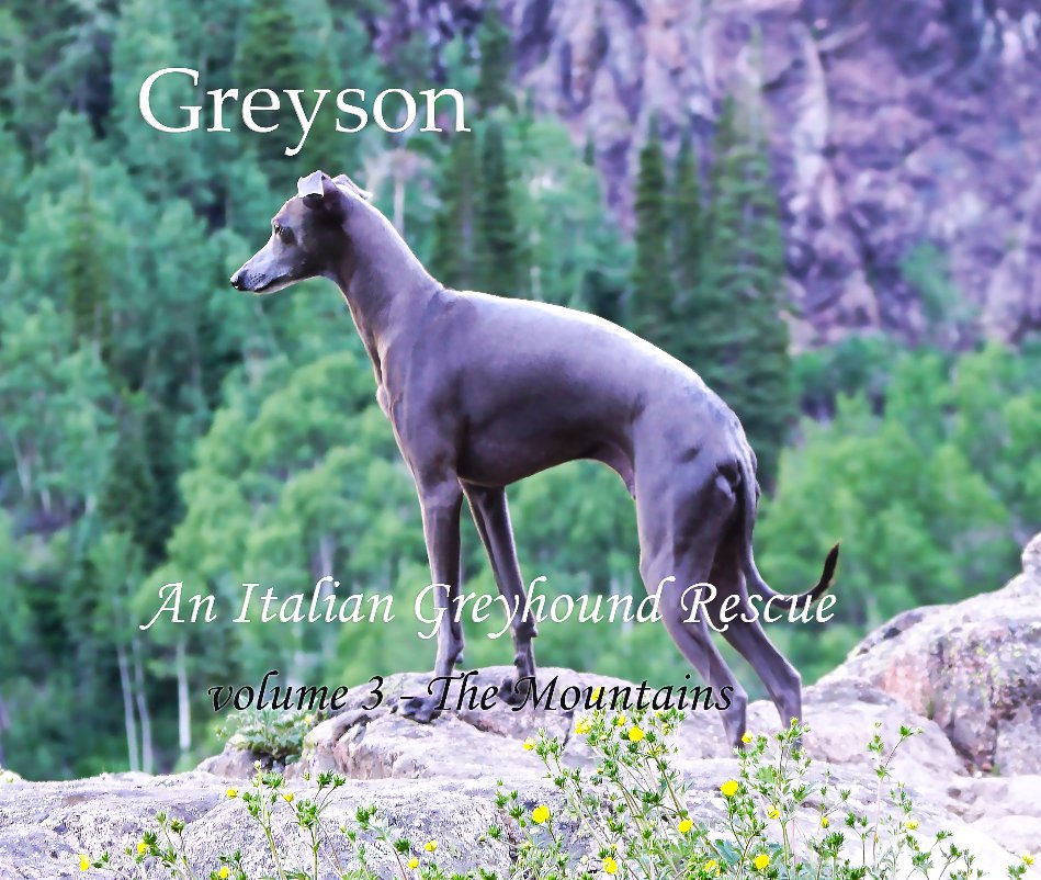 Ver Greyson An Italian Greyhound Rescue por William Pelander