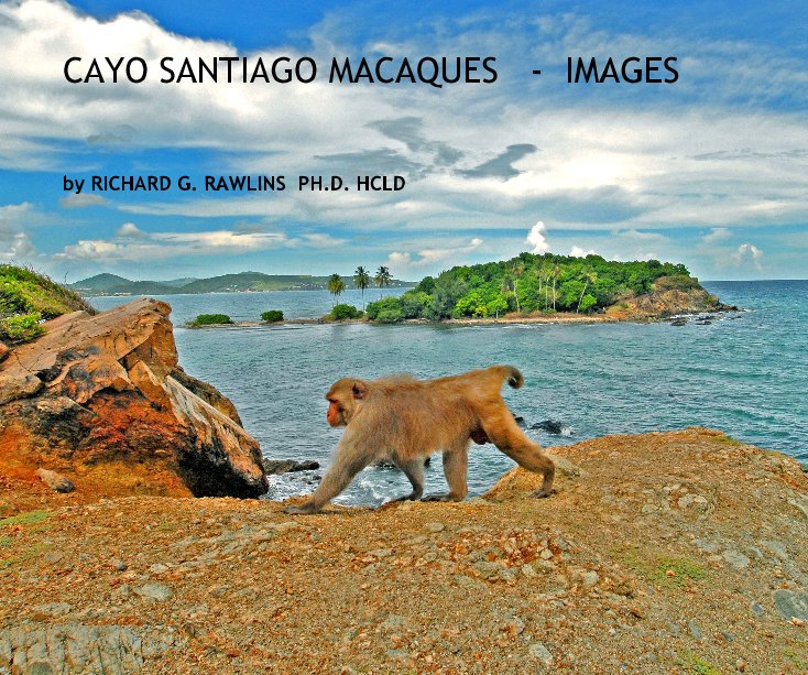 View CAYO SANTIAGO MACAQUES - IMAGES by RICHARD G RAWLINS   PHD HCLD