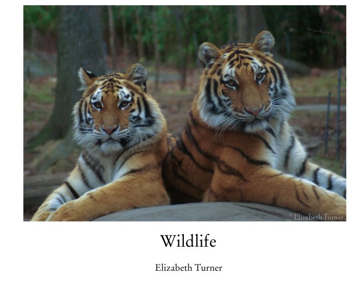 Wildlife nach Elizabeth Turner anzeigen