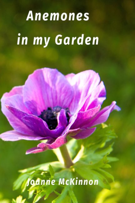 Ver Anemones in my Garden por Joanne McKinnon