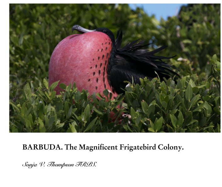 View BARBUDA. The Magnificent Frigatebird Colony. by Sonja V. Thompson FRPS.
