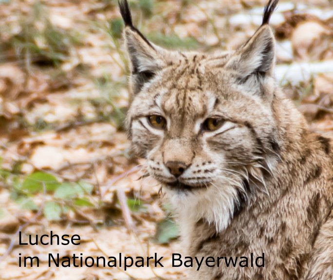 Ver Luchse im Nationalpark Bayerwald por Andreas Grunwald