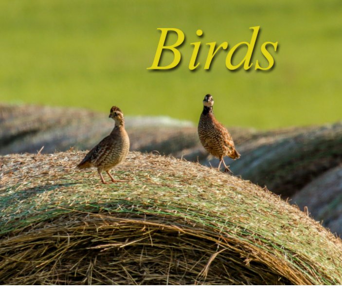 Ver Birds por Carl DiMaria