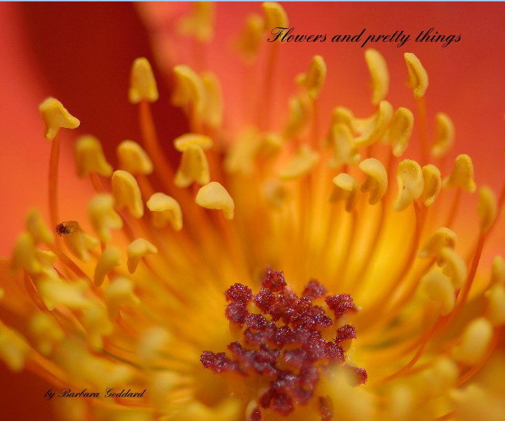 View Flowers and pretty things by Barbara Goddard