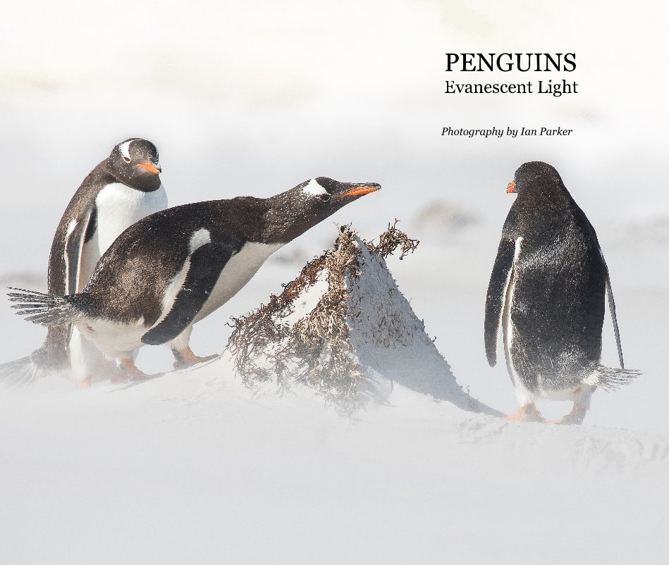 View PENGUINS by Photography by Ian Parker