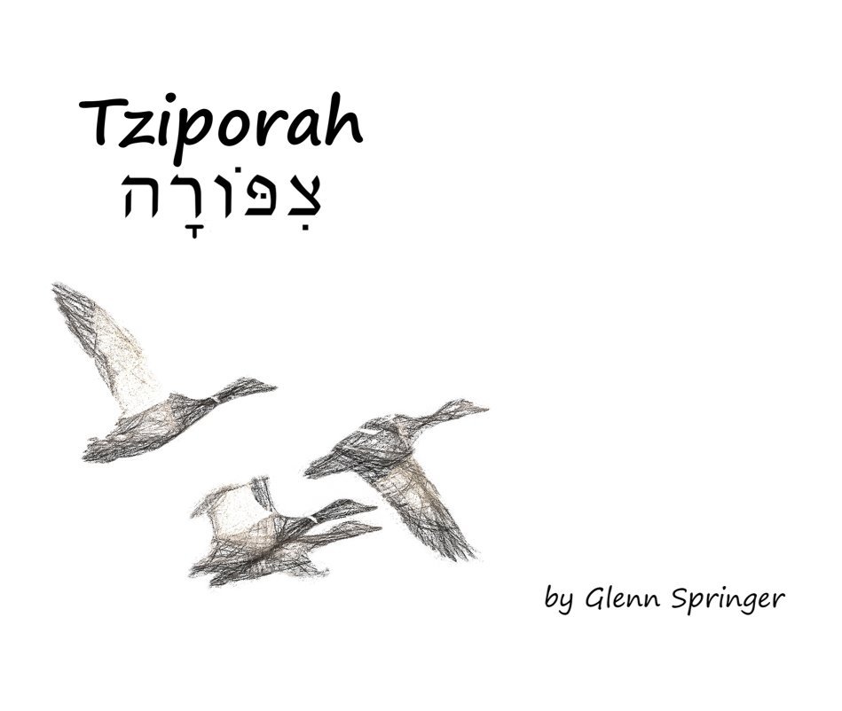 View Tziporah by Glenn Springer