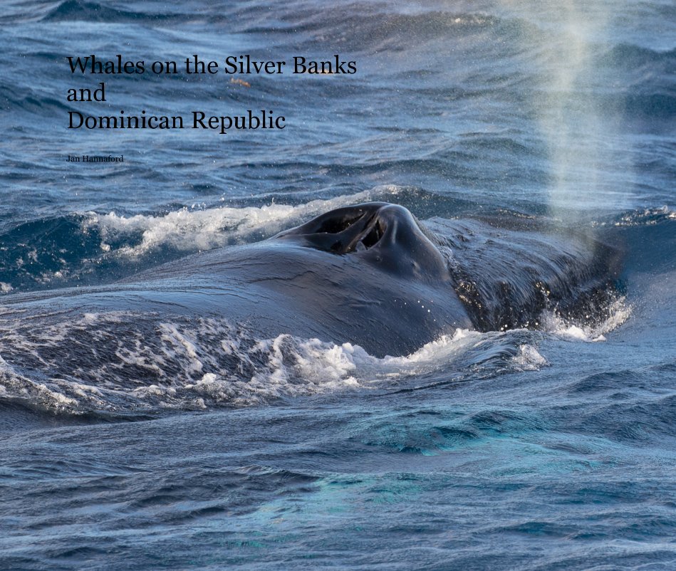 View Whales on the Silver Banks and Dominican Republic by Jan Hannaford