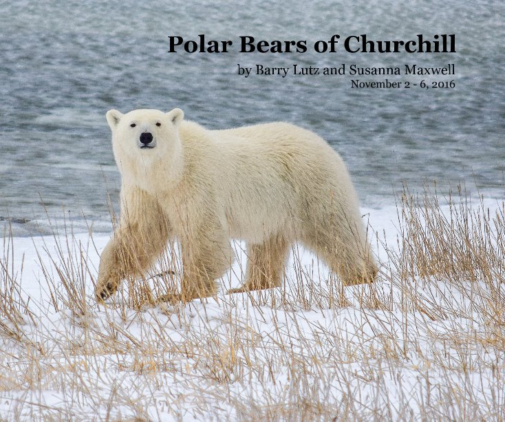 View Polar Bears of Churchill by Barry Lutz and Susanna Maxwell