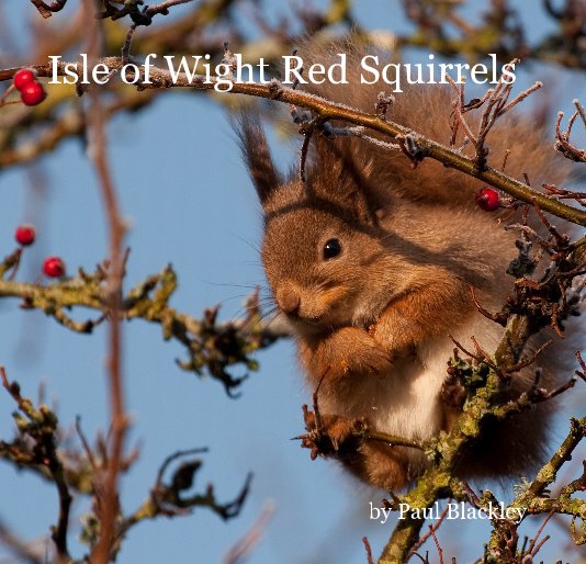 View Isle of Wight Red Squirrels by Paul Blackley