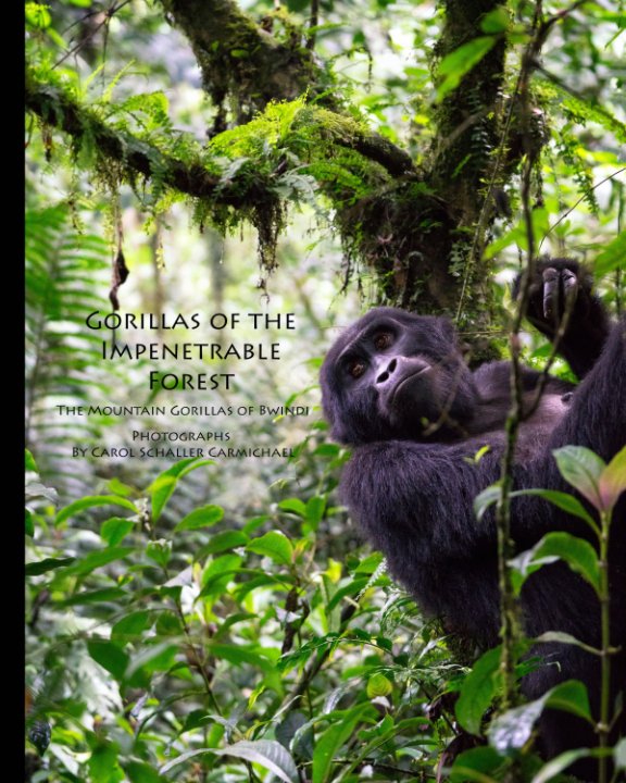 Ver Gorillas of the Impenetrable Forest por Carol Schaller Carmichael