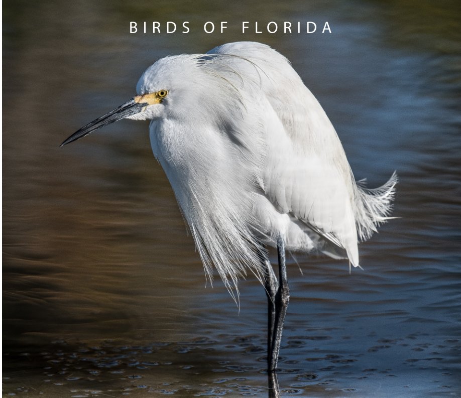 View Birds of Florida by Connie Cassinetto