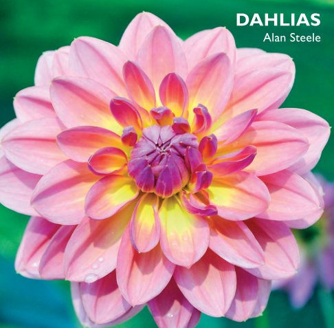 Dahlias nach Alan Steele anzeigen