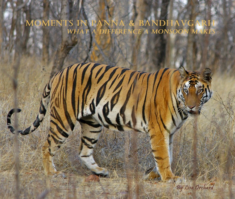 View Moments in Panna & Bandhavgarh by Lisa Orchard