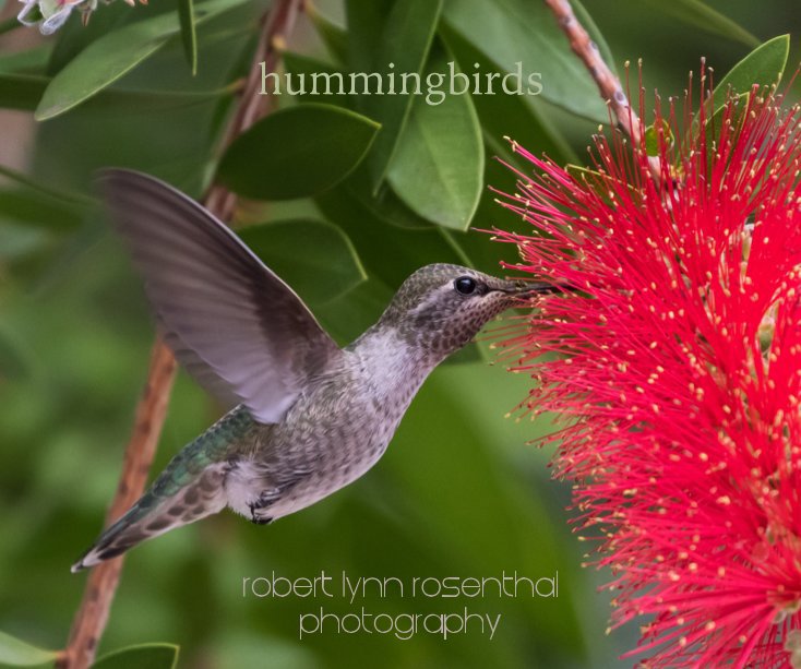 Ver hummingbirds por Robert Lynn Rosenthal