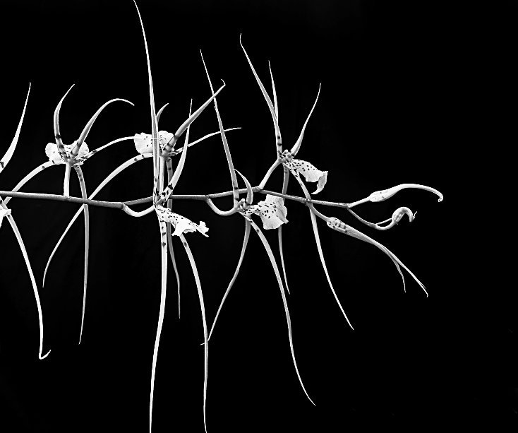 Ver Orchids from my Windowsill por Shirley J. Fiske