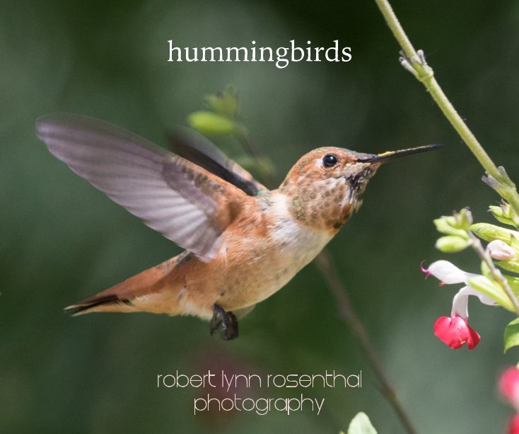 View hummingbirds by Robert Lynn Rosenthal
