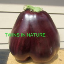 Twins in Nature-A Book for Children to Explore Nature and See Double! book cover