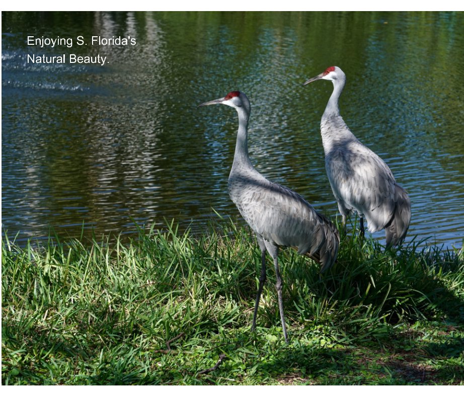 View Enjoying S. Florida's Natural Beauty by Roger Rosenberger