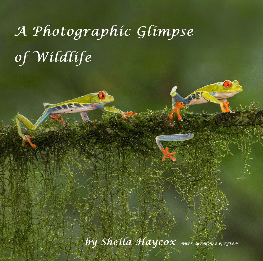 View A Photographic Glimpse of Wildlife by Sheila Haycox ARPS MPAGB EFIAP