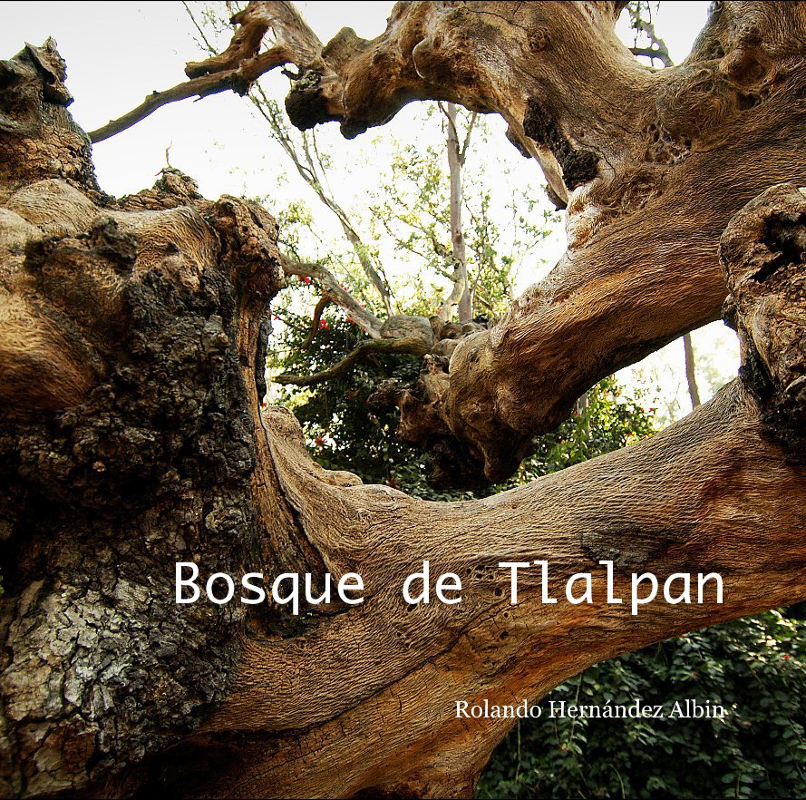 View Bosque de Tlalpan by Rolando Hernández Albin