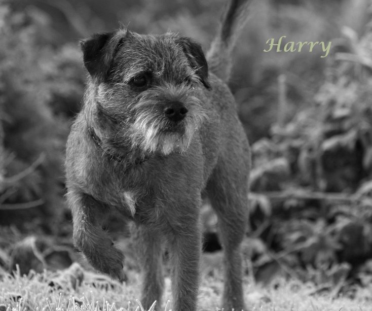 View Harry by Susan McCluskey